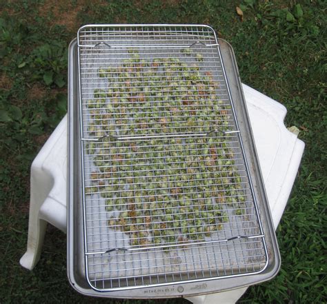 sun drying hops uk